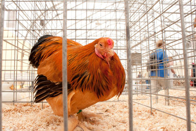 Portrait of hen in cage