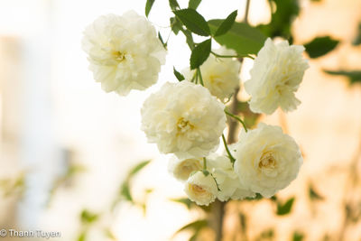 Close-up of white flowers blooming outdoors