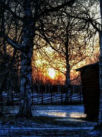 Bare trees at sunset