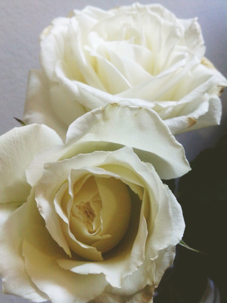 flower, petal, rose - flower, flower head, freshness, fragility, beauty in nature, close-up, rose, indoors, white color, single rose, nature, blooming, single flower, softness, no people, in bloom, high angle view, white