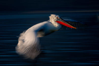 Close-up of pelican