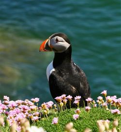 Atlantic puffin against sea