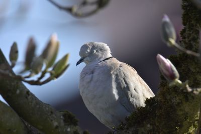 Close-up of dove perching on a branch