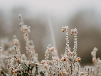 Selective focus photo of frosty heather on a cold, winters morning.