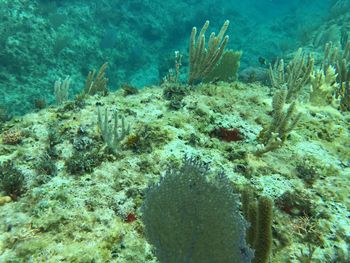 View of coral swimming in sea