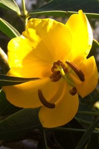 Close-up of yellow flower