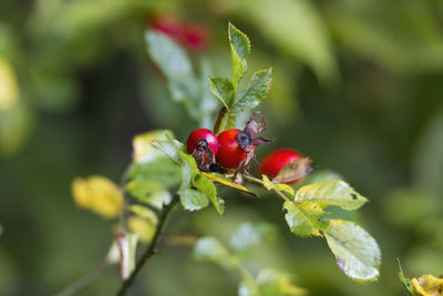 Close-up of ladybug on plant