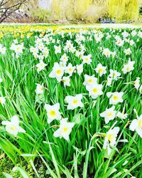 Close-up of white flowering plants on field