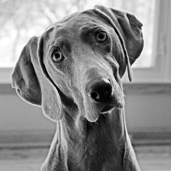 Close-up portrait of a dog