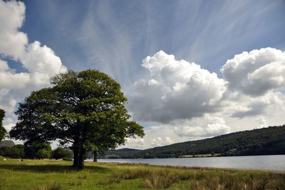 Trees on field against sky