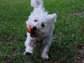 Dog standing on grassy field