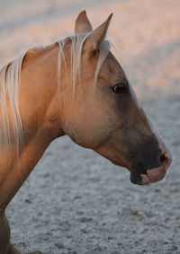 Close-up of a horse