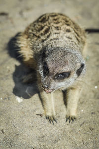 High angle view of meerkat on field