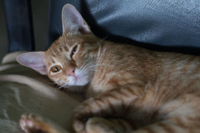 Portrait of cat resting