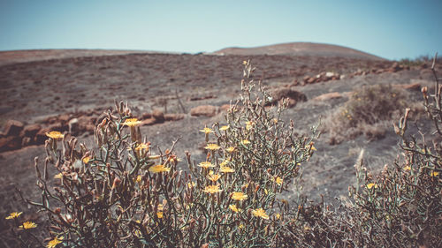 Close-up of plants on land against sky