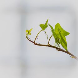 Close-up of fresh green plant