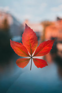 Close-up of red maple leaf