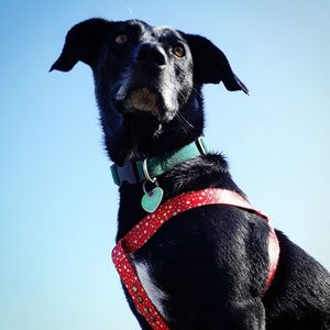 Black dog looking away against sky