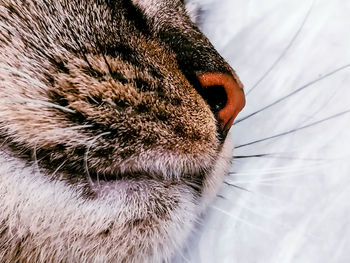 Close-up of a cat sleeping