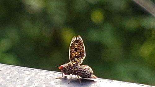 Close-up of butterfly on leaf in forest