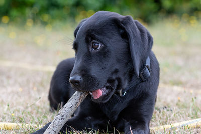 Portrait of an 11 week old black labrador playing with a stick outside in the garden