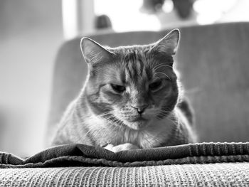 Close-up portrait of a cat
