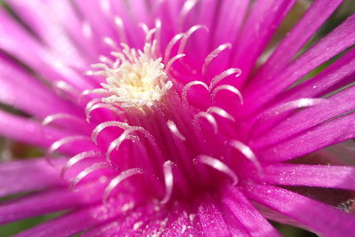 Close-up of wet pink flower