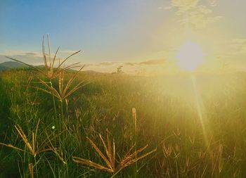 Scenic view of wheat field against sky at sunset