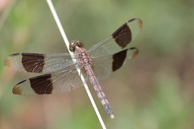 Close-up of butterfly on leaf