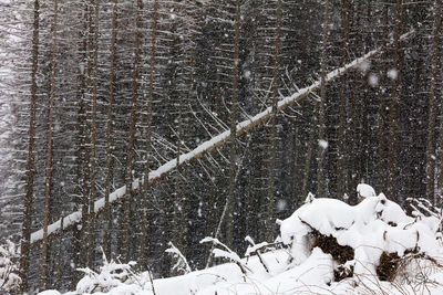 Close-up of snow on field in forest