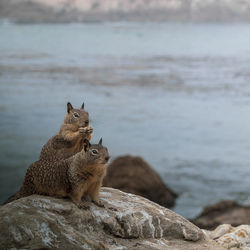 Close-up of squirrel on rock at beach