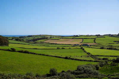 Scenic view of agricultural field against clear sky