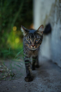 Portrait of cat