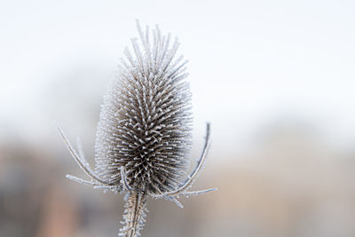 Close-up of wilted plant during winter