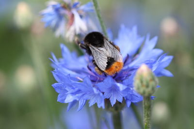 Close-up of bee pollinating on purple flower