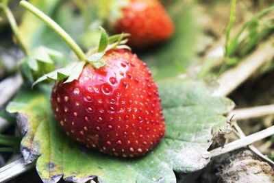 Close-up of strawberries growing on field