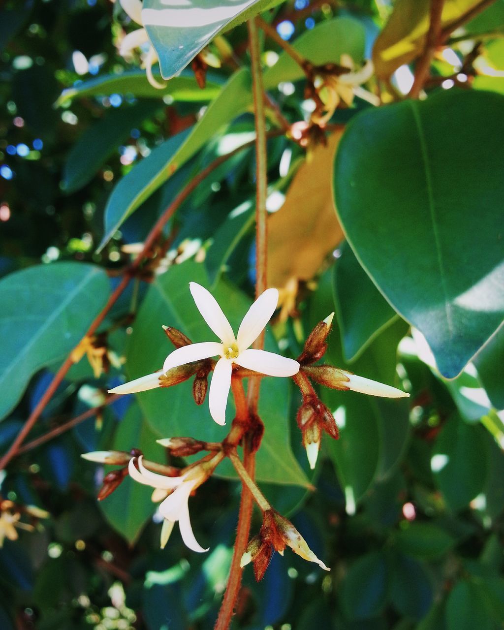 growth, leaf, nature, green color, plant, close-up, outdoors, no people, day, beauty in nature, tree, freshness