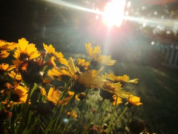 Yellow flowering plants on field against bright sun