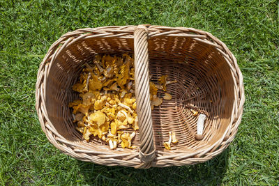 Freshly harvested yellow chanterelles in a wicker basket on green grass.