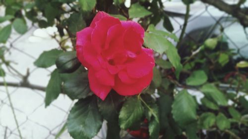 Close-up of pink rose