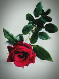 Close-up of rose against white background