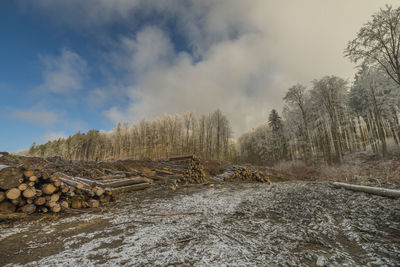 Stack of logs in forest