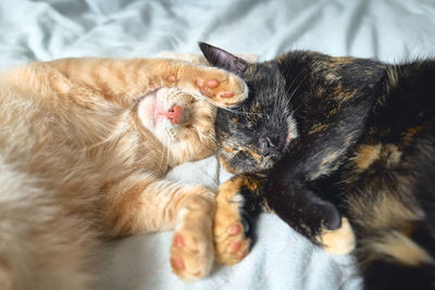 Two cats in love sleeping in bed hugging each other. red tabby cat and tortoiseshell cat sleep