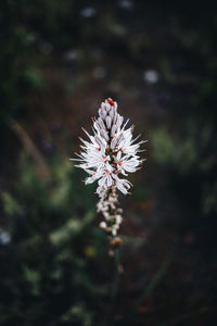 Close-up of flowering plant