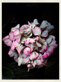 Close-up of pink flowers