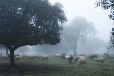 Horses grazing in a field