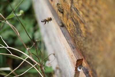 Close-up of a flying honey bee 