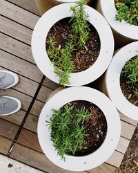 Low section of person by potted plants on deck