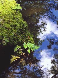 Low angle view of tree against sky