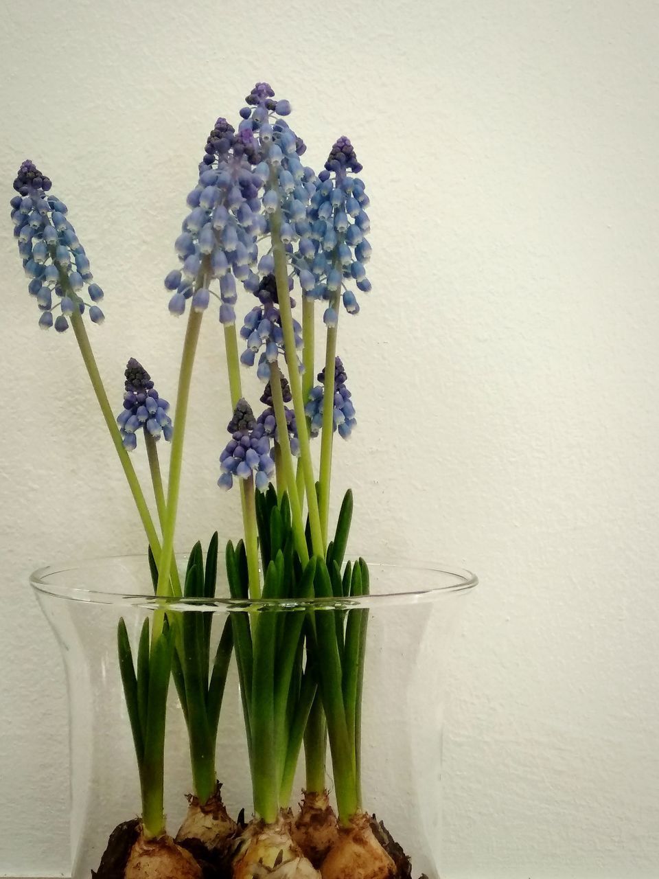 CLOSE-UP OF POTTED PLANT IN VASE AGAINST WHITE WALL